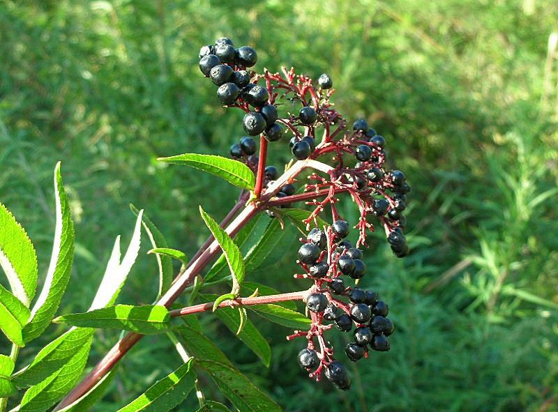 Sambucus ebulus / Sambuco lebbio